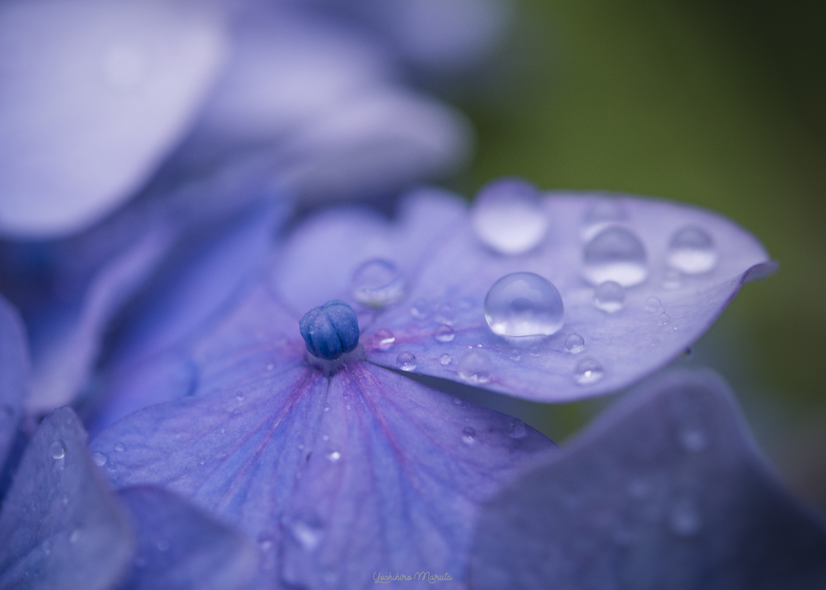 雨の日の紫陽花_a0301676_01245235.jpg