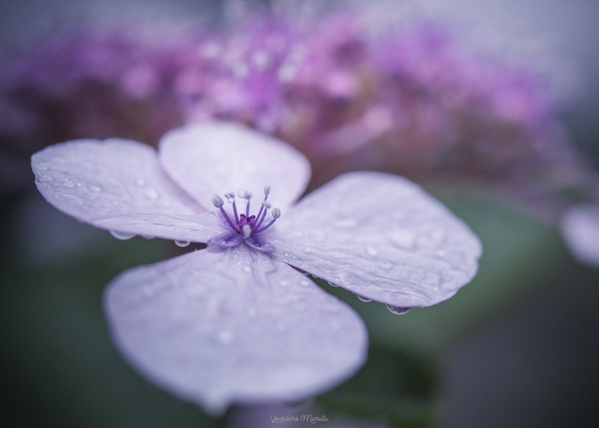 雨の日の紫陽花_a0301676_01255022.jpg