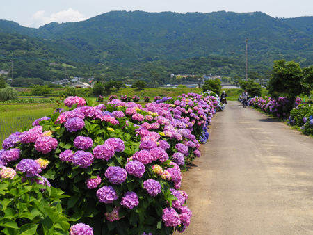 開成町の紫陽花_d0180878_16035454.jpg