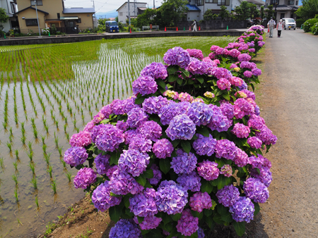 開成町の紫陽花_d0180878_16040699.jpg