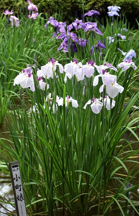 季節の花々～涼を求めて菖蒲園へ_d0099791_18484081.jpg