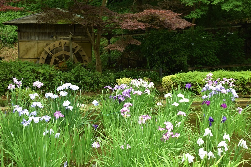 季節の花々～涼を求めて菖蒲園へ_d0099791_18493936.jpg