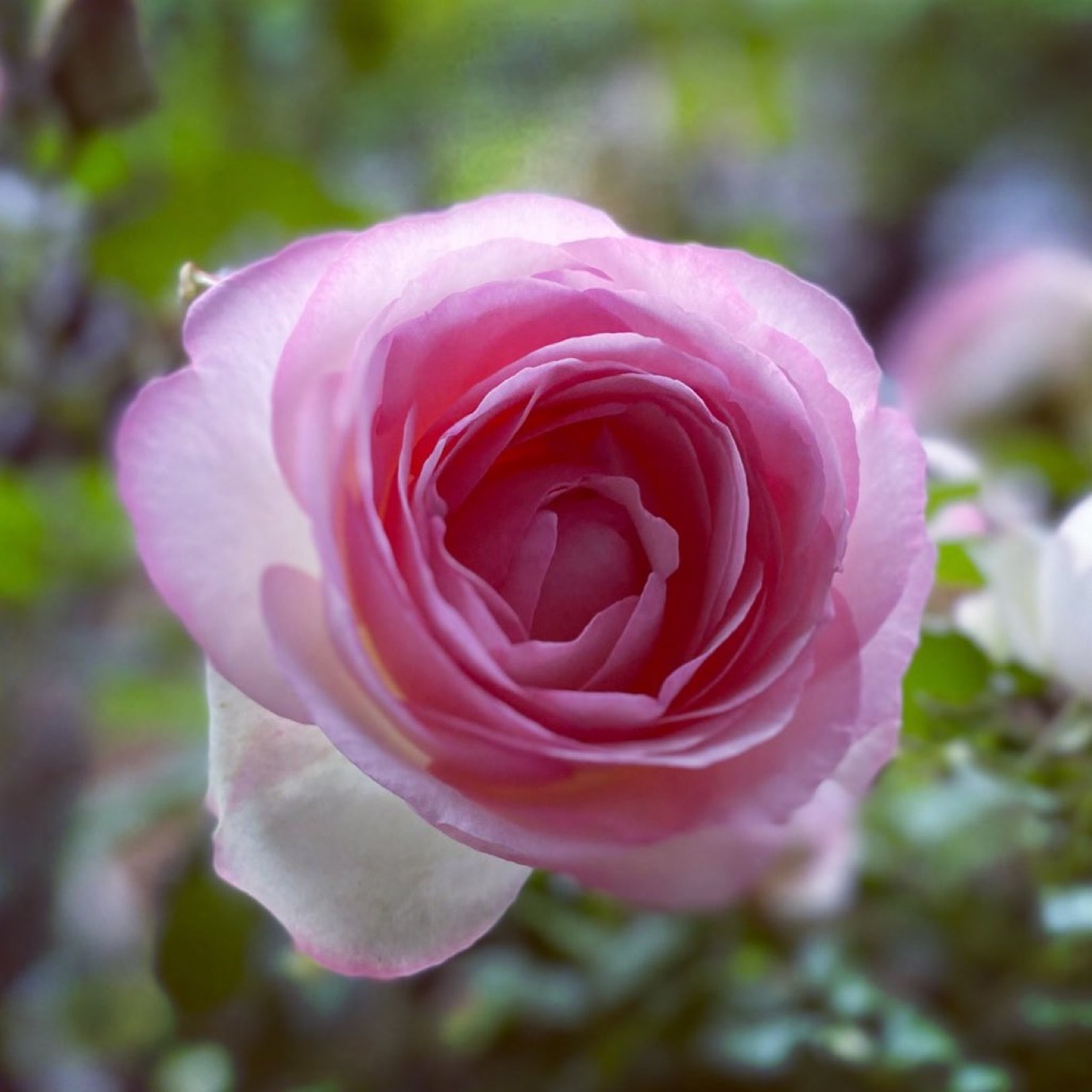 薔薇の内部 _c0203401_12232584.jpeg