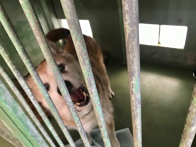 移動先募集 13 14才のおばあちゃん犬 支所 青空 お日さま 笑顔 移動先募集 13 14才のおばあちゃん犬 支所 青空 お日さま 笑顔