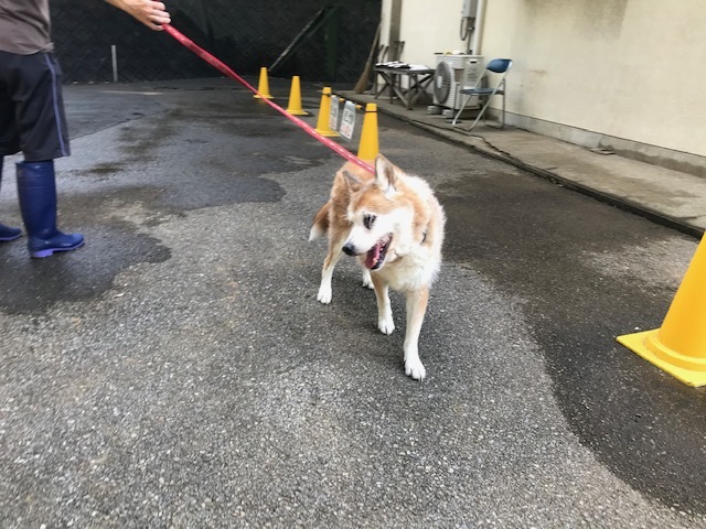 移動先募集 13 14才のおばあちゃん犬 支所 青空 お日さま 笑顔