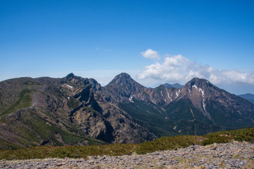 希少・絶滅危惧種】 ツクモグサ 北海道 芦別岳産 山野草 高山