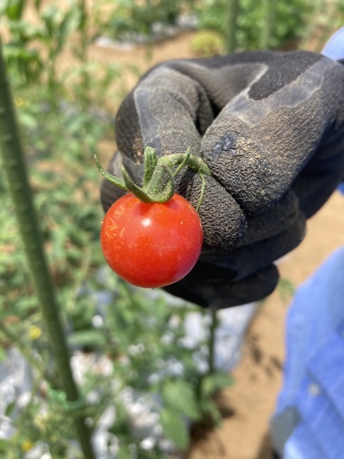 農業体験教室6 茄子の3本仕立てと トマトの2本仕立て Yukkescrap