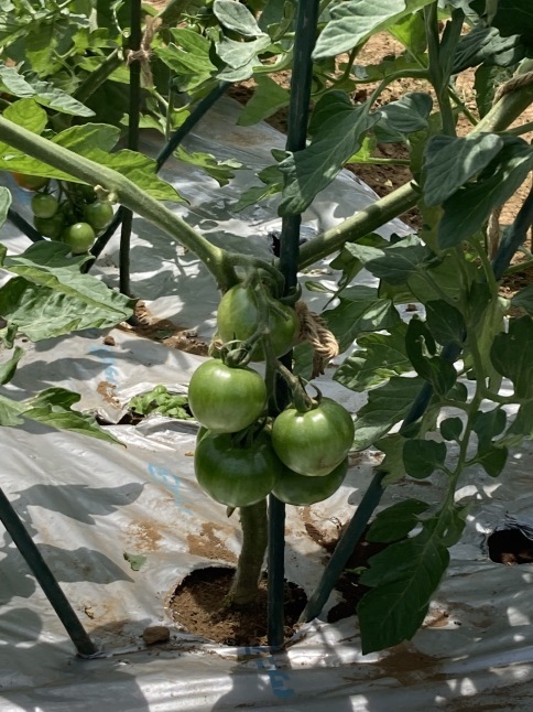 農業体験教室6  茄子の3本仕立てと、トマトの2本仕立て_d0348118_14060452.jpeg