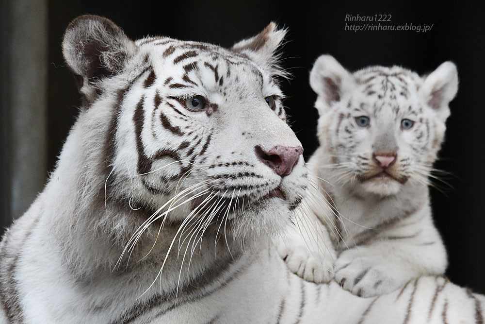 21 5 22 宇都宮動物園 ホワイトタイガーのシラナミ姫と赤ちゃん White Tiger その3 完 青空に浮かぶ月を眺めながら 21 5 22 宇都宮動物園 ホワイトタイガーのシラナミ姫と赤ちゃん White Tiger その3 完 青空に浮かぶ月を眺めながら