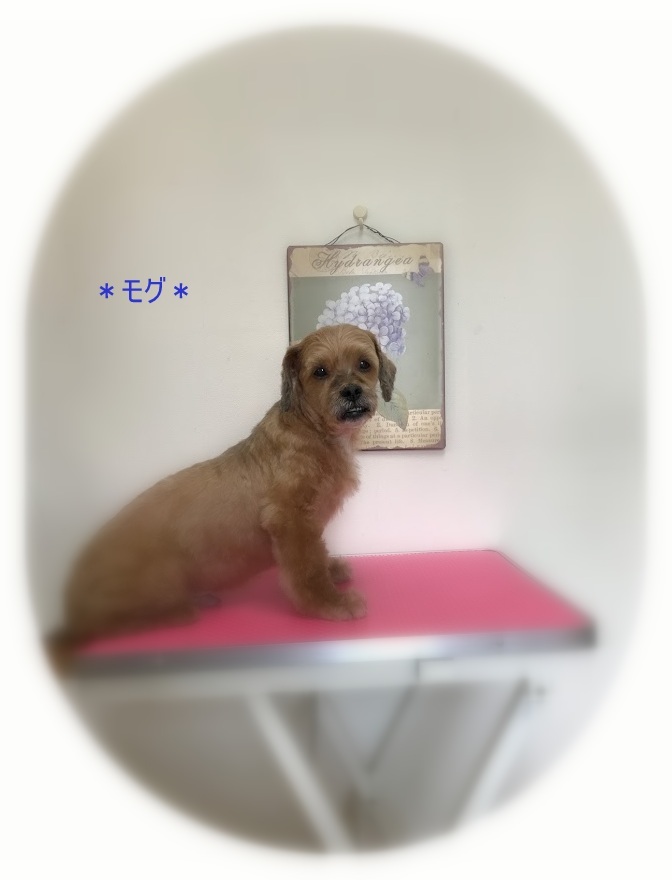 ハムくん3兄弟_a0315823_19375208.jpg