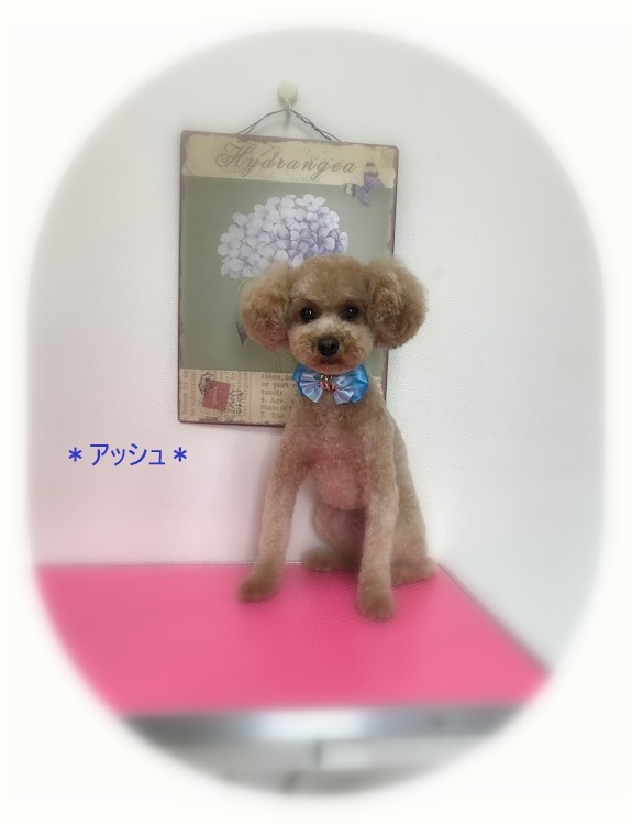 アッシュくん_a0315823_19381382.jpg