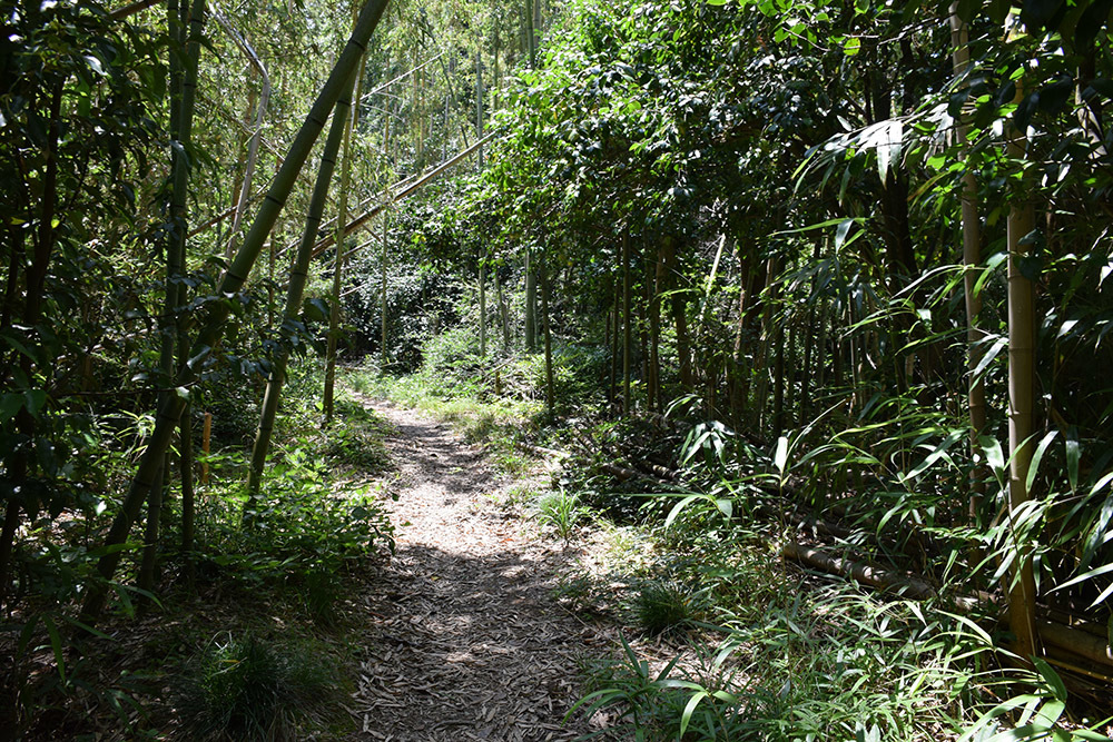 近江佐和山城攻城記。 その2 <登山道~西の丸>_e0158128_16360360.jpg