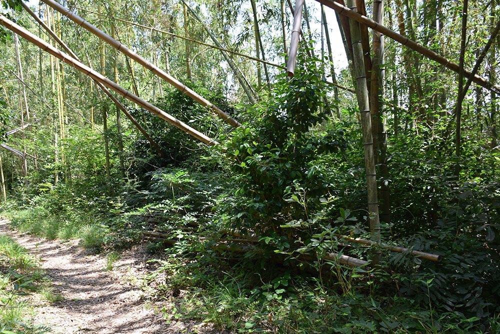 近江佐和山城攻城記。 その2 <登山道~西の丸>_e0158128_16360760.jpg
