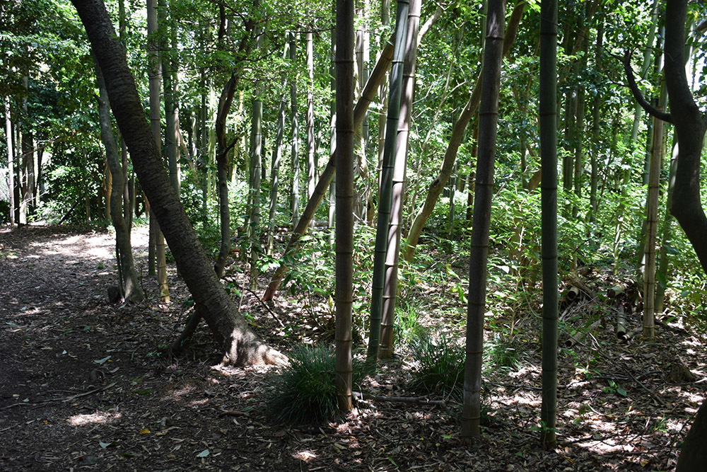 近江佐和山城攻城記。 その2 <登山道~西の丸>_e0158128_16414142.jpg