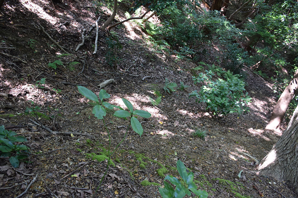 近江佐和山城攻城記。 その2 <登山道~西の丸>_e0158128_16470688.jpg