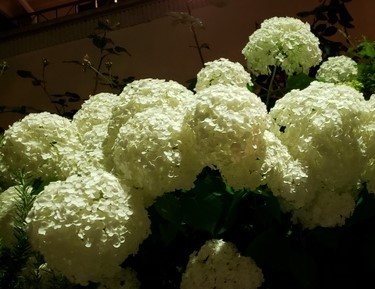 アジサイの花言葉 Nos Tomamos Un Cafe 珈琲でもご一緒しませんか アジサイの花言葉 Nos Tomamos Un Cafe 珈琲でもご一緒しませんか