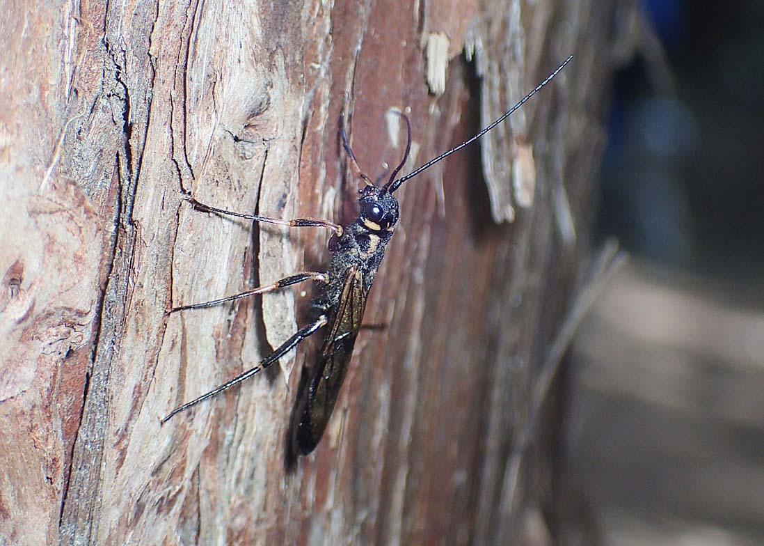 オナニー　害虫 オナガバチをめぐって ② : 公園昆虫記
