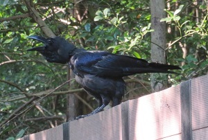 朝散歩 や ん カラスに襲われた 合歓の木のお花 風の彩