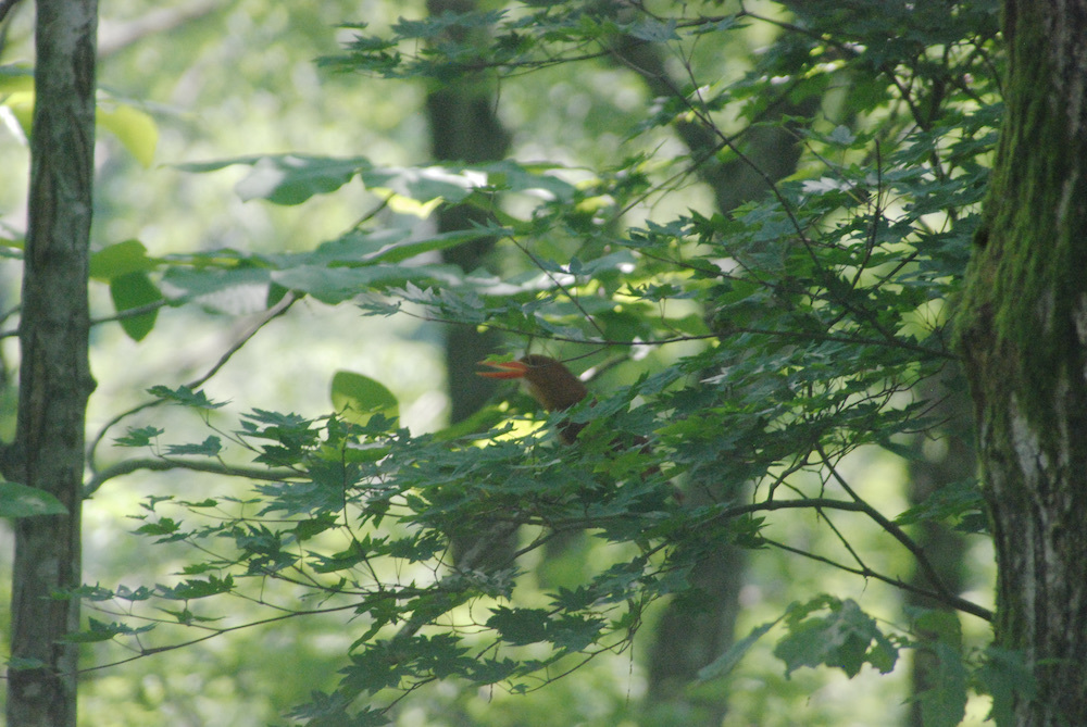 送料無料 Kitz ダクタイル鋳鉄製二重偏心形バタフライバルブ 機形ギア式 ヤフー店 Diy 工具 Kitz バルブ 止水栓 16k 呼径150 6 面間 Mm 56 1ヶ 製品記号g 16shb ボクらの農業ec