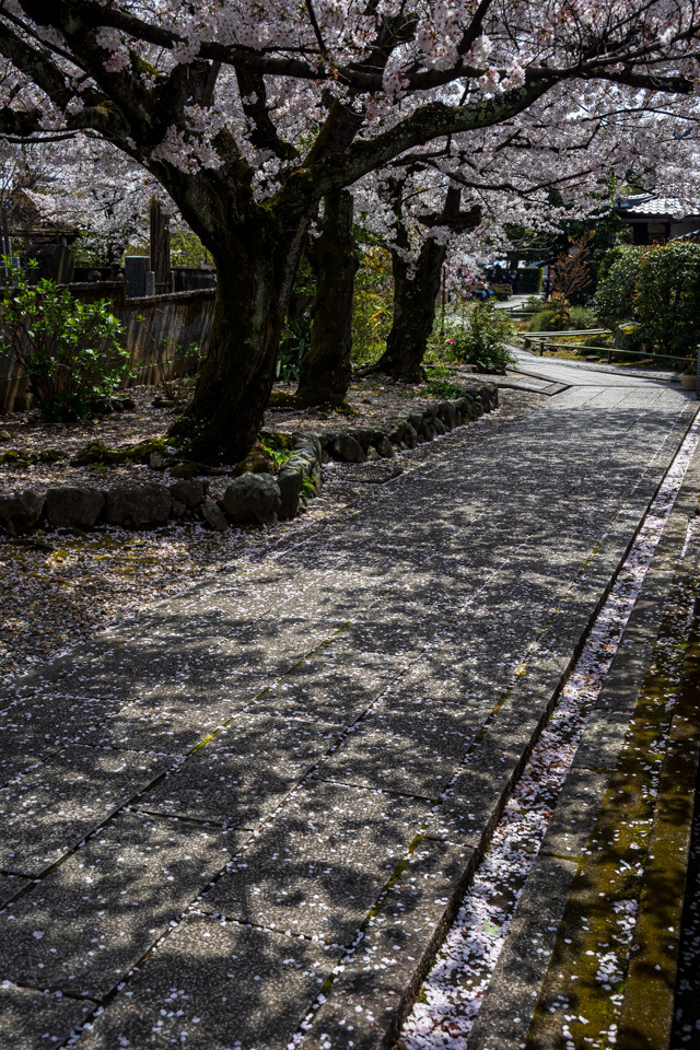 桜　2021　上品蓮台寺！　_b0128581_18404649.jpg