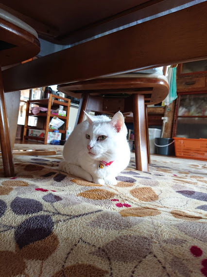 ねこや食堂日記