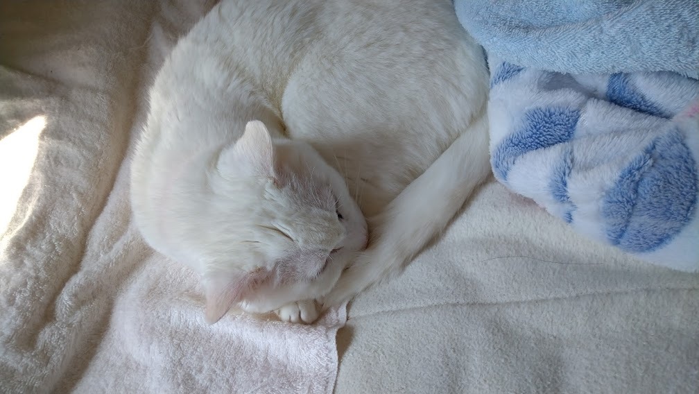 ねこや食堂日記