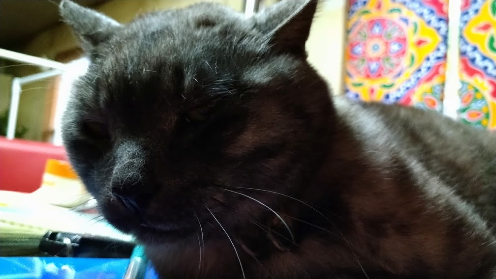 ねこや食堂日記