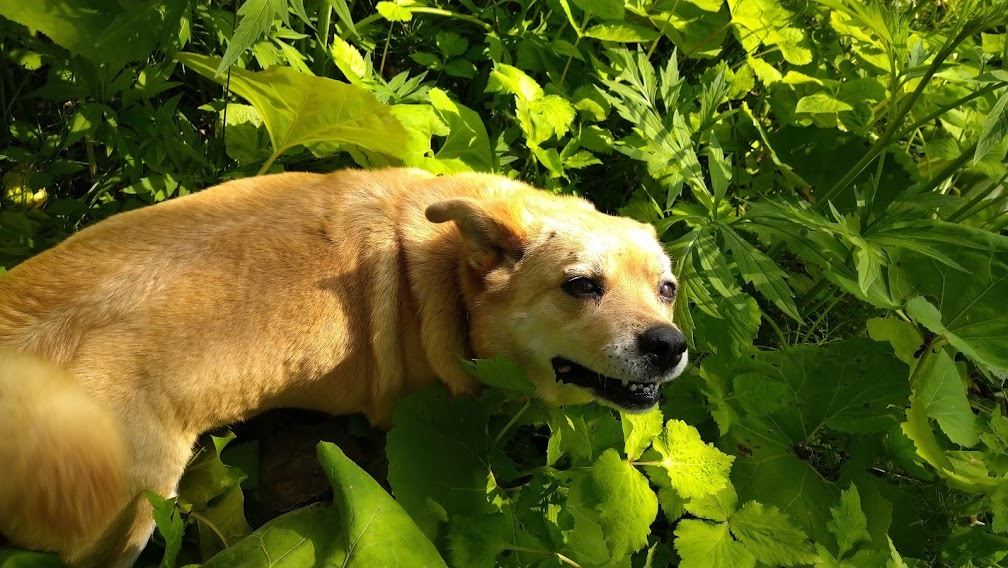 ねこや食堂日記
