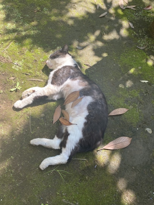もーちゃん!_b0263390_15170632.jpeg