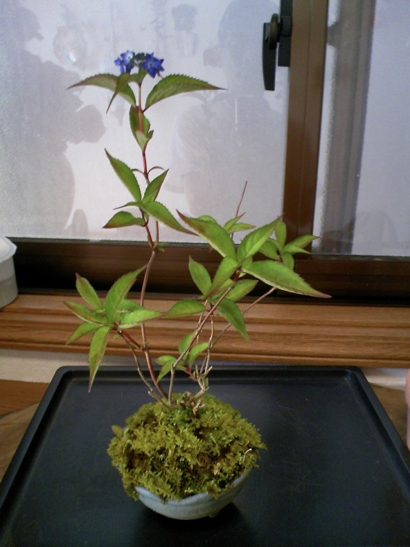 山紫陽花 藍姫 盆栽便り