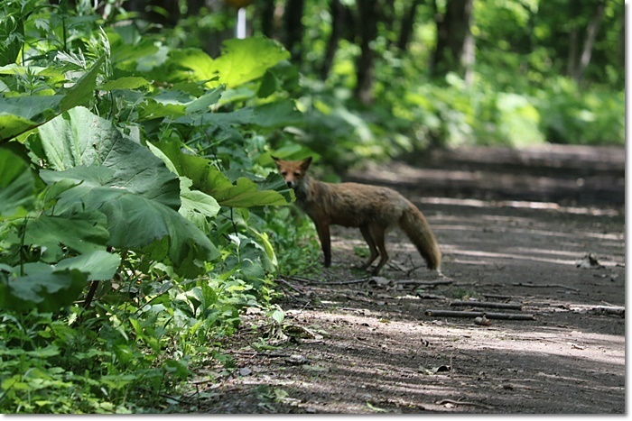 野幌森林公園（’２１．６．８）_f0146493_19202333.jpg