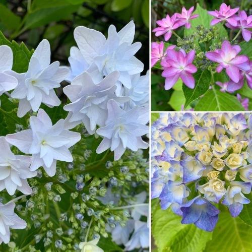 紫陽花_e0358096_20342068.jpeg