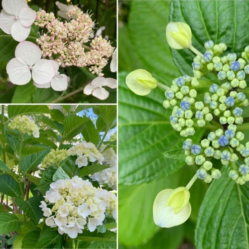 紫陽花_e0358096_20343096.jpeg