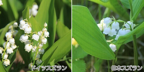 鈴蘭の季節に入笠山 キバナノアツモリソウ ヤッホー 今日はどちらへ