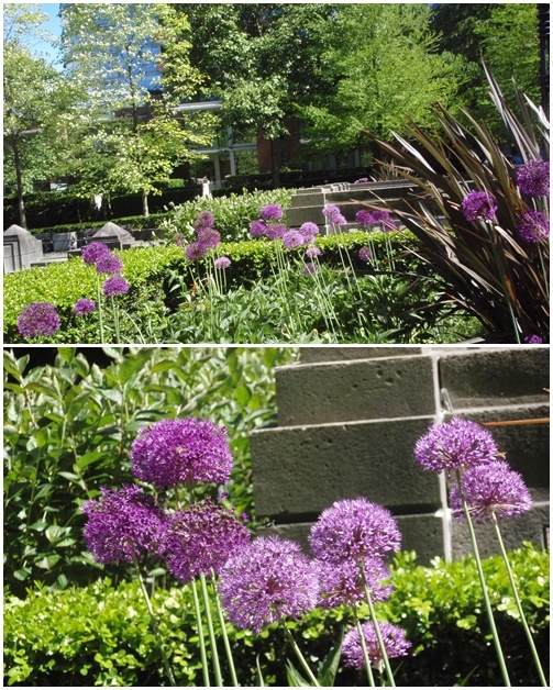 初夏に咲く花 風のたより From バンクーバー 初夏に咲く花 風のたより From バンクーバー