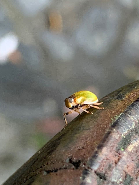 身体はテントウムシ 顔はコオロギみたいな 昆虫ブログ むし探検広場