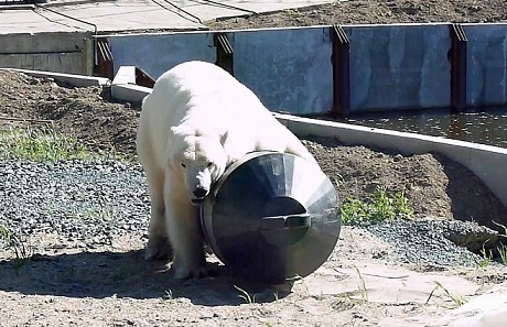 ロシア・西シベリア、ボリシェリェーチェ動物園のザバーヴァ (Забава) の近況 ～ 飼育展示場の修理、改修工事が進む_a0151913_03464223.jpg