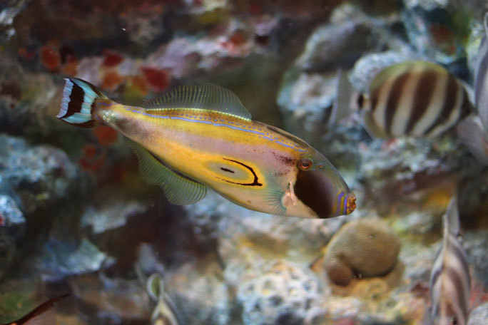しながわ水族館「珍しい魚たち」②~タスマン海の生物たち、からまるシーポニー(August 2020)_b0355317_21244560.jpg