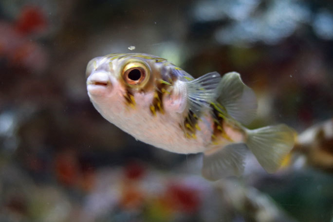 しながわ水族館「珍しい魚たち」②~タスマン海の生物たち、からまるシーポニー(August 2020)_b0355317_21395352.jpg