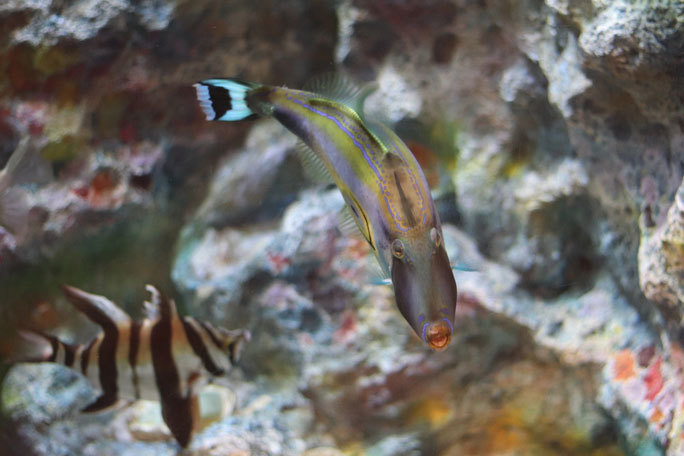 しながわ水族館「珍しい魚たち」②~タスマン海の生物たち、からまるシーポニー(August 2020)_b0355317_21403675.jpg