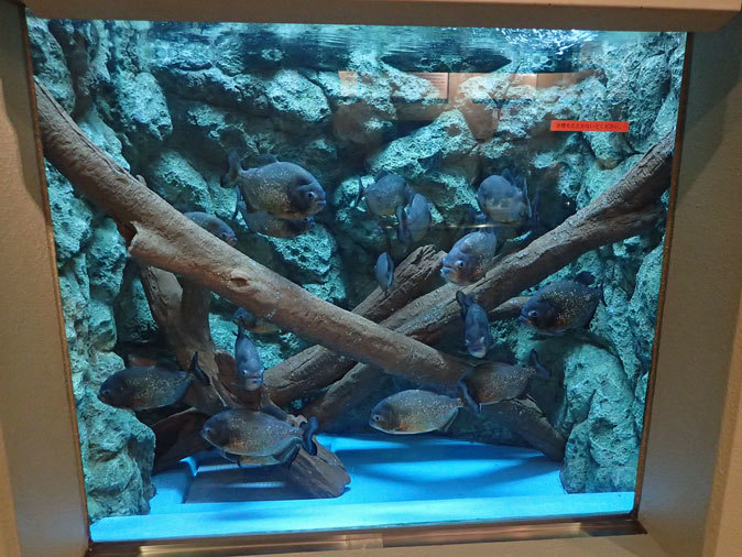 しながわ水族館「珍しい魚たち」②~タスマン海の生物たち、からまるシーポニー(August 2020)_b0355317_21435637.jpg