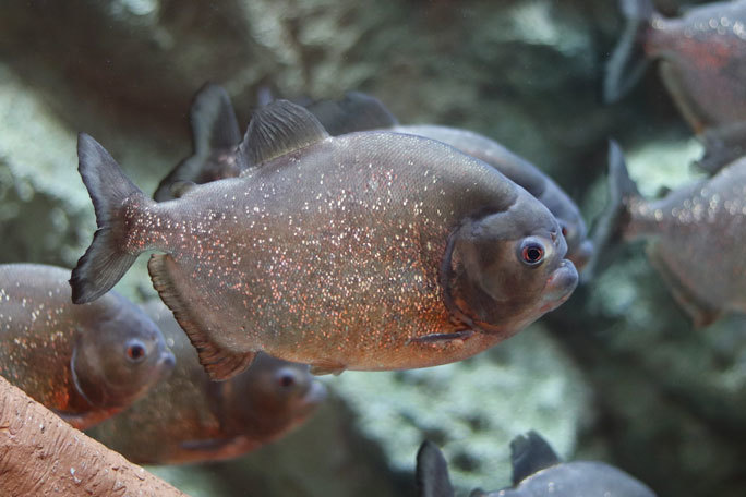 しながわ水族館「珍しい魚たち」②~タスマン海の生物たち、からまるシーポニー(August 2020)_b0355317_21455269.jpg
