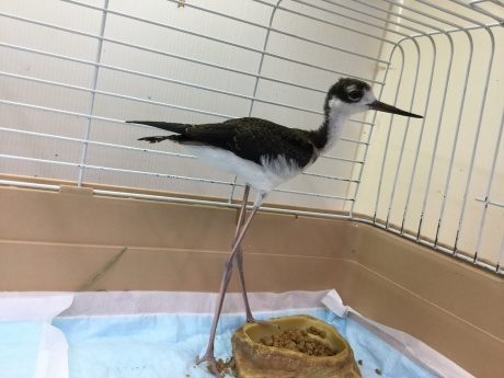 210612 珍鳥・インコ・リス・ジャービル・ラット・ハムスター_f0189122_14303016.jpeg