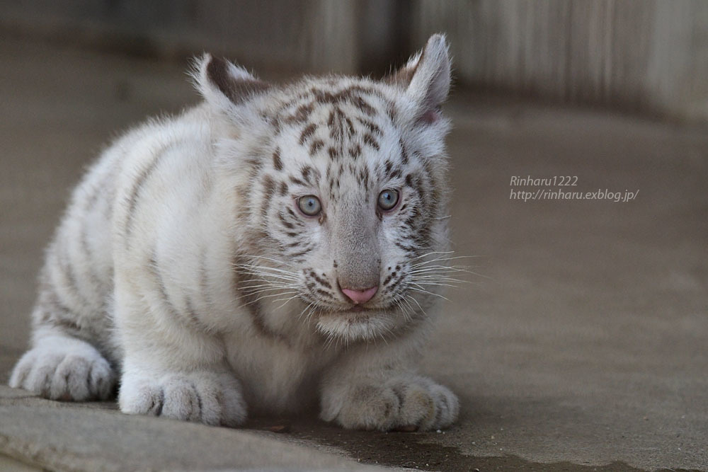 21 6 12 宇都宮動物園 ホワイトタイガーのシラナミ姫と赤ちゃん White Tiger その1 青空に浮かぶ月を眺めながら