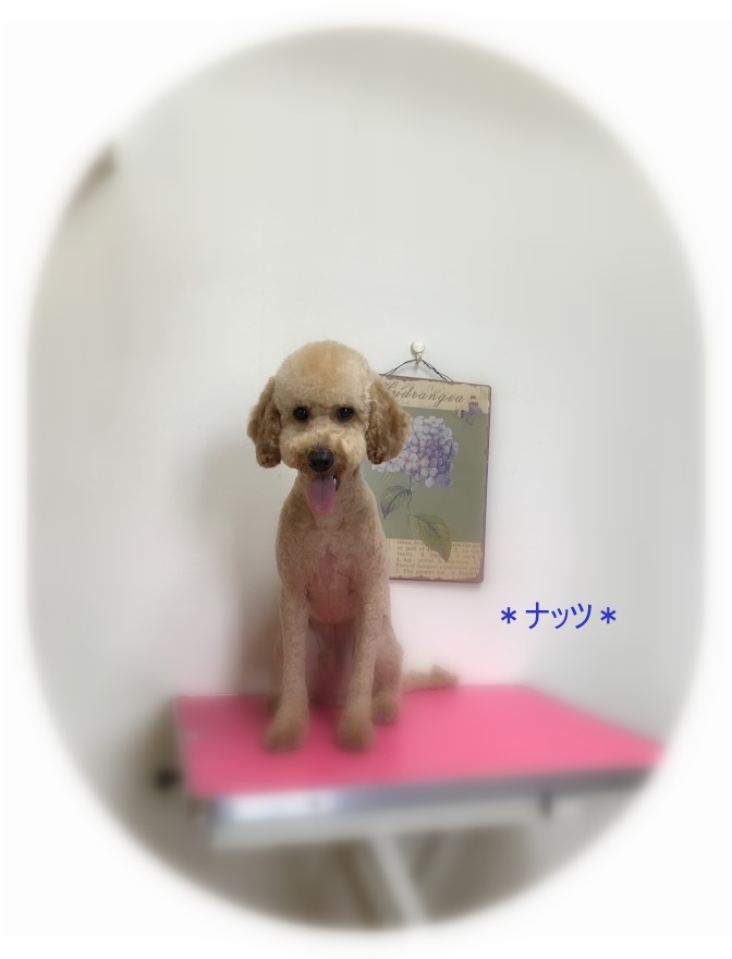 ナッツくん_a0315823_20352166.jpg