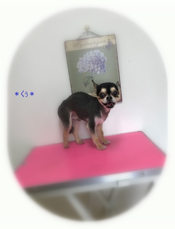 くぅ君_a0315823_20361934.jpg