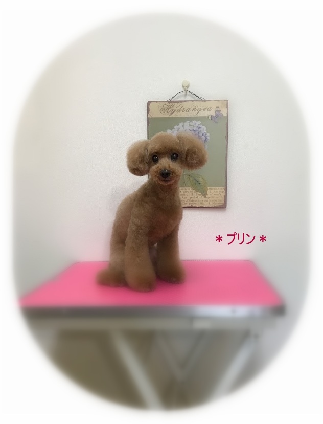 キャリーちゃん＆プリンちゃん_a0315823_20363304.jpg