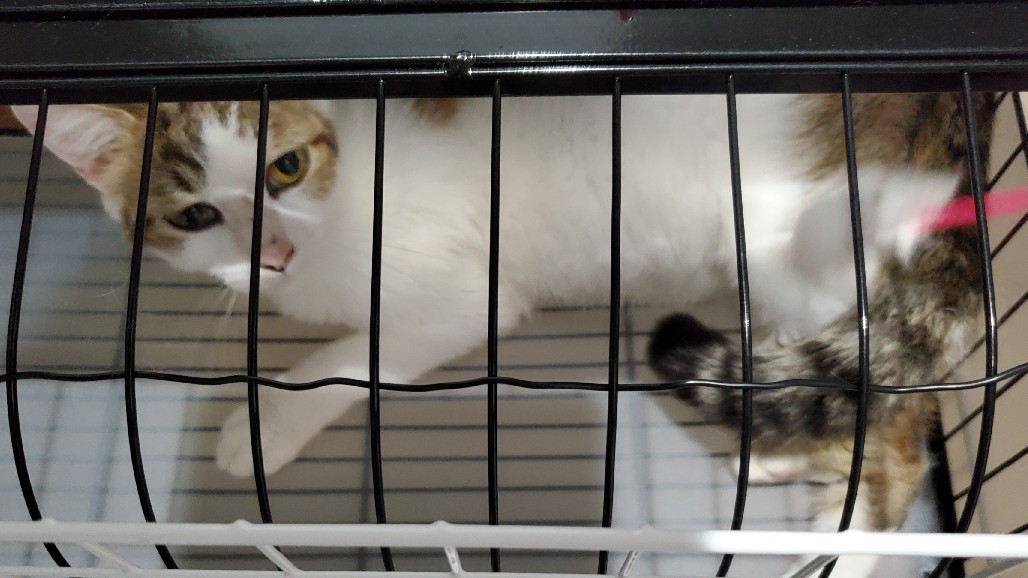 キジ三毛 : 素人木工雑貨と猫日記
