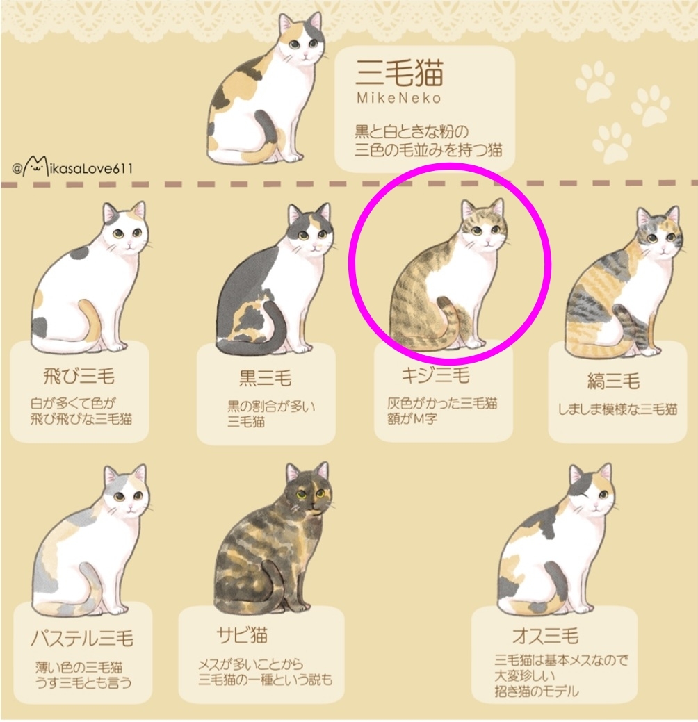 キジ白と三毛猫の違いは何ですか？