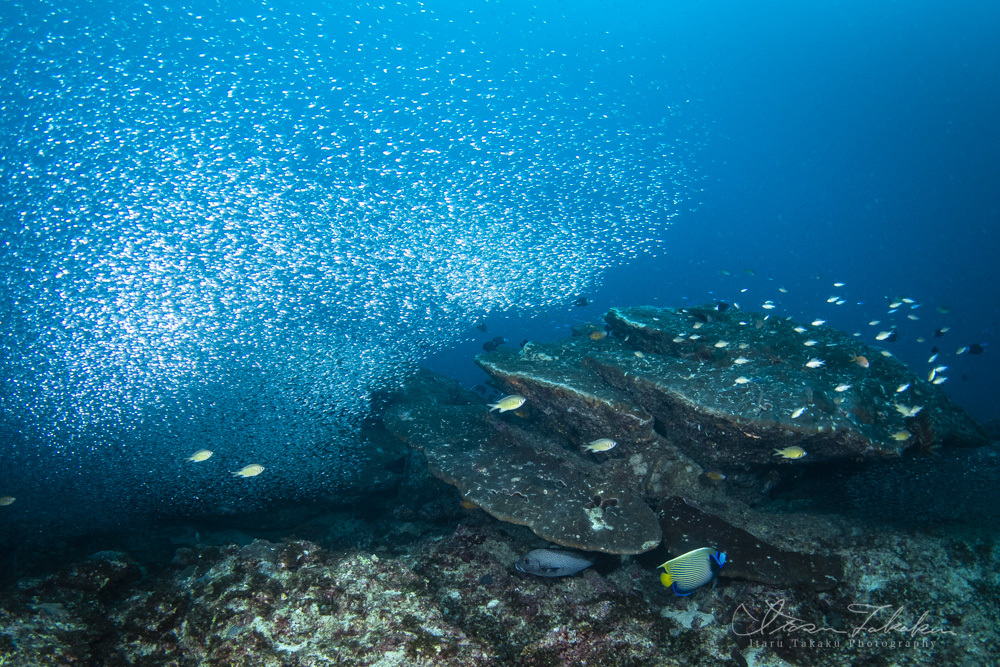 いいとこみっけ!小魚が爆発的に多い。_b0186442_08335931.jpg